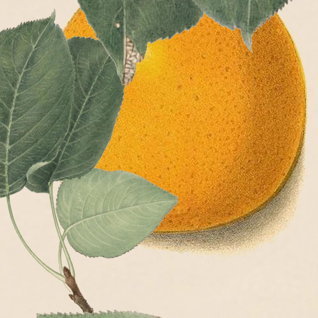 Oranges, leaves, cities, mini, wallpaper, deco, house, botanical, illustration,geometric, pedro friedeberg, non-woven matt paper, illustration, deco, house, interior design,graphic