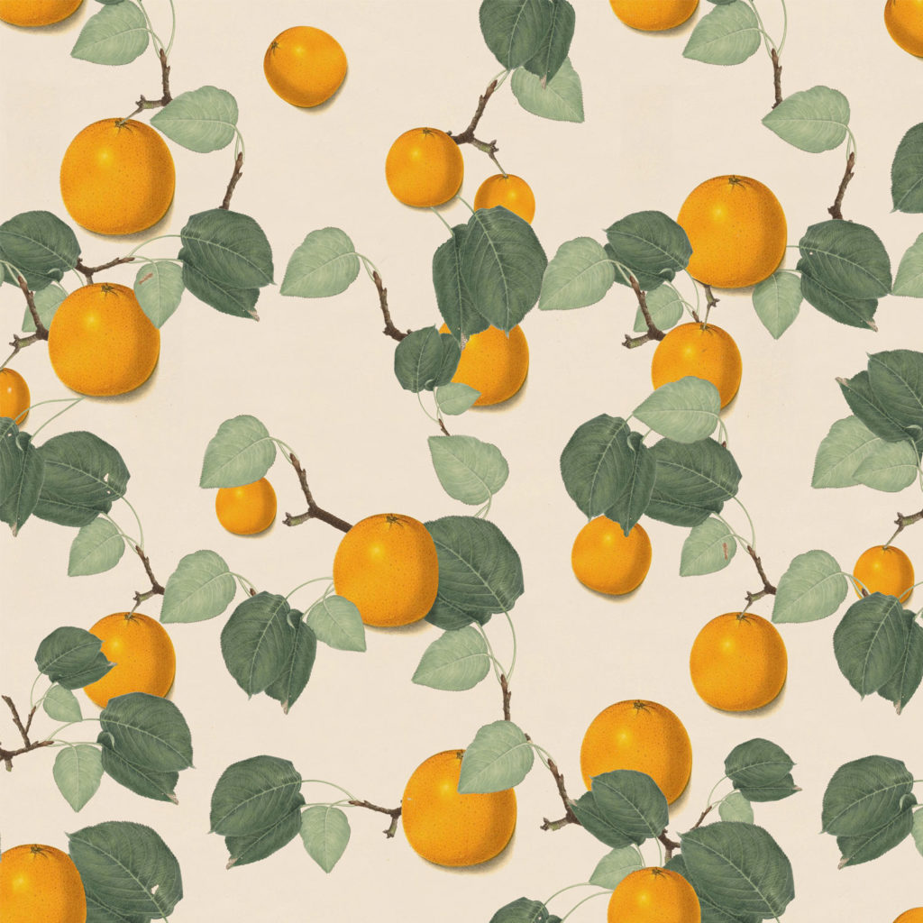 Oranges, leaves, wallpaper, deco, botanical, illustration, herringbone pattern,textiles, linen, printed, green, black,deco, house, Maria Sybilla Merian,non-woven matt paper, organic, sustainable, forest, interior design