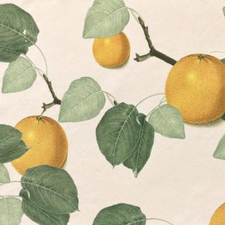 Oranges, leaves, wallpaper, deco, botanical, illustration, herringbone pattern,textiles, linen, printed, green, black,deco, house, Maria Sybilla Merian,non-woven matt paper, organic, sustainable, forest, interior design